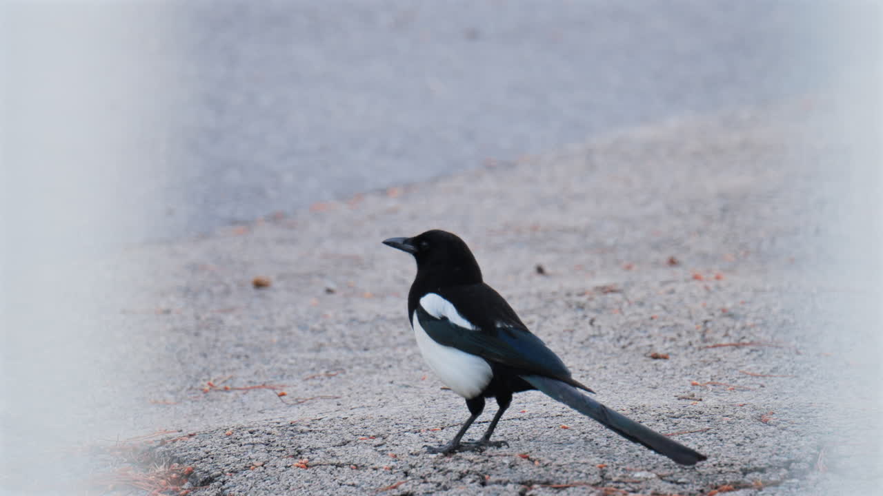 Close up of a Eurasian magpie bird sitting on the asphalt