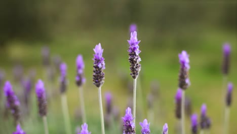 slow motion close-up shot of lavender row on olive farm