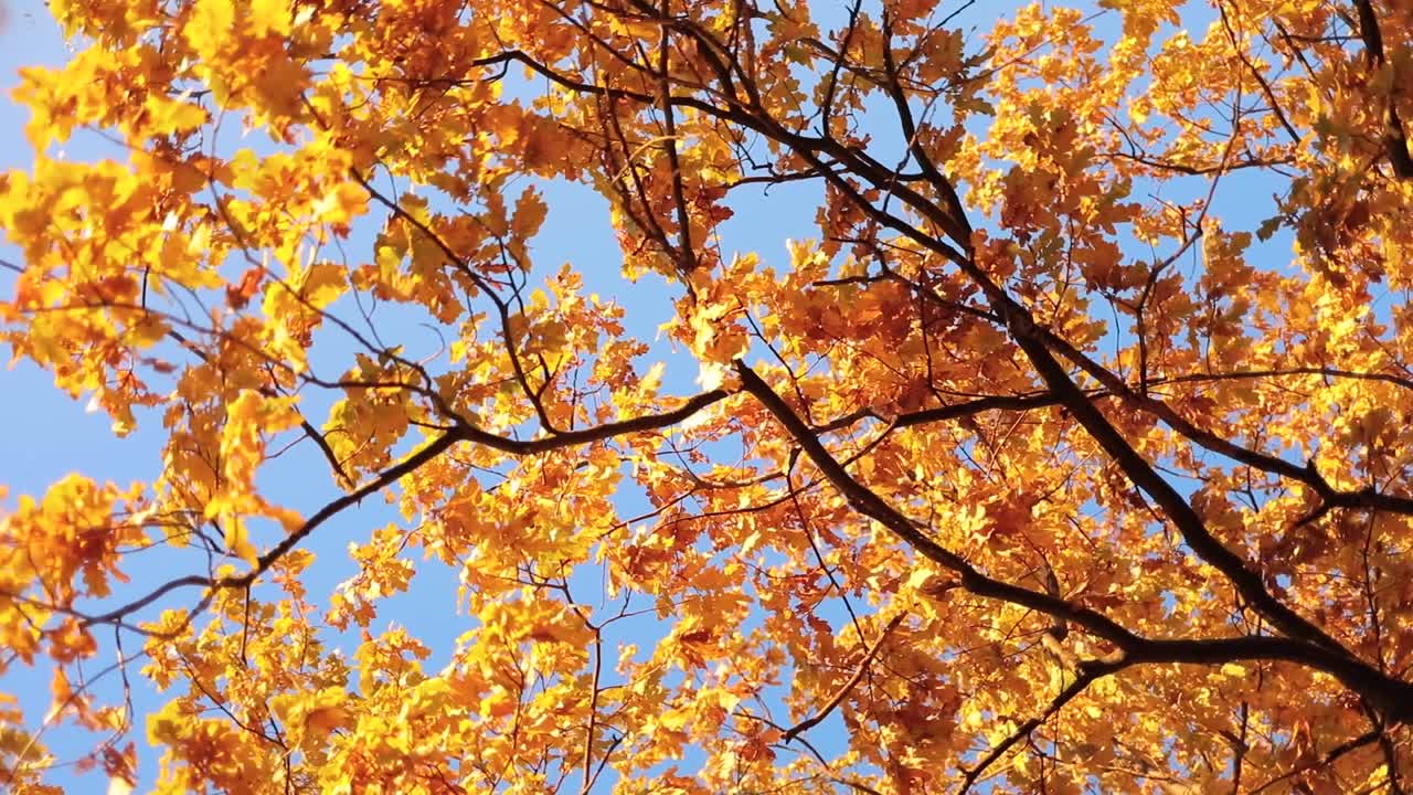 가을의 오크 잎.