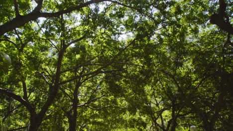 sunlight filtering through leaves of green tall trees, forward dolly