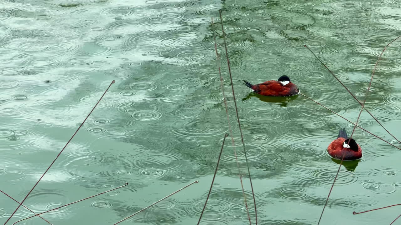 Birds swim in a rain-filled pond while raindrops create ripples on the water surface in a natural setting in the daytime
