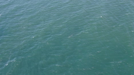 Bottlenose-Dolphin-Swimming-In-The-Blue-Sea-In-East-Coast-QLD,-Australia---aerial-drone-shot