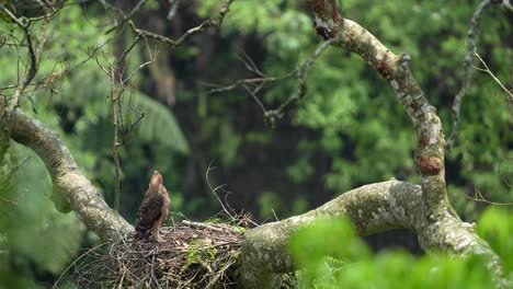 Un-Polluelo-De-águila-halcón-De-Java-Mirando-Hacia-Un-Lado-Está-Limpiando-Plumas-Sucias-Rascándose-Con-El-Pico