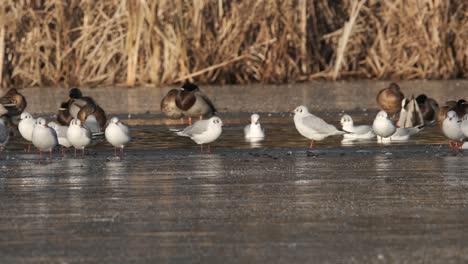 Pájaros-En-Lago-Congelado-Gaviotas-Patos-Cañas-Salvaje