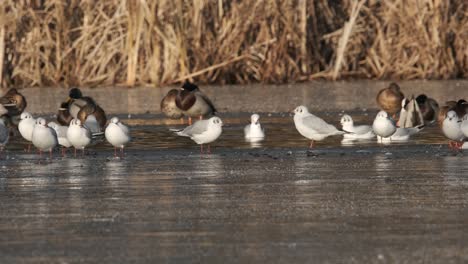 birds on frozen lake gulls ducks reeds wild