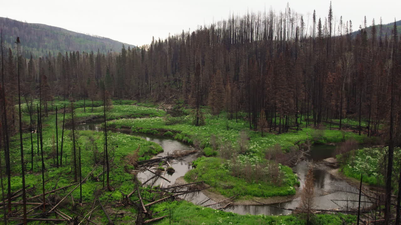 yuxtaposición de vegetación verde junto al río y árboles forestales quemados