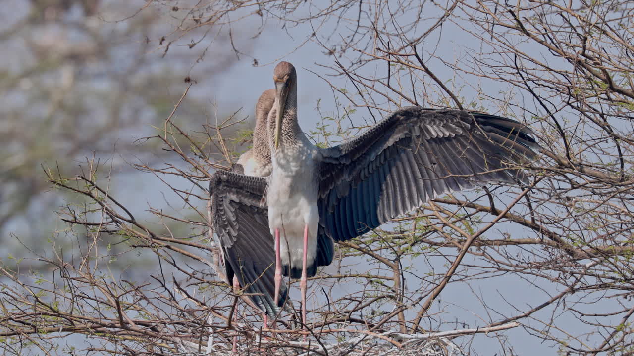 In the sunny day, a juvenile painted stork sitting on the tree branch and looking for food, mycteria leucocephala, breeding season, keoladeo bird sanctuary, India.