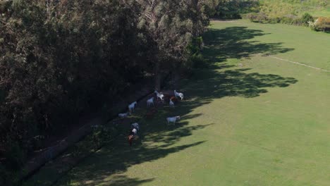 horses under eucalyptus trees in a hill meadow in melipilla, chile