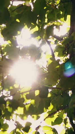 cu shot, slow motion: silhouette of tree green branches waving in wind grow against bright back sunlight in summer forest on nice day extreme close view