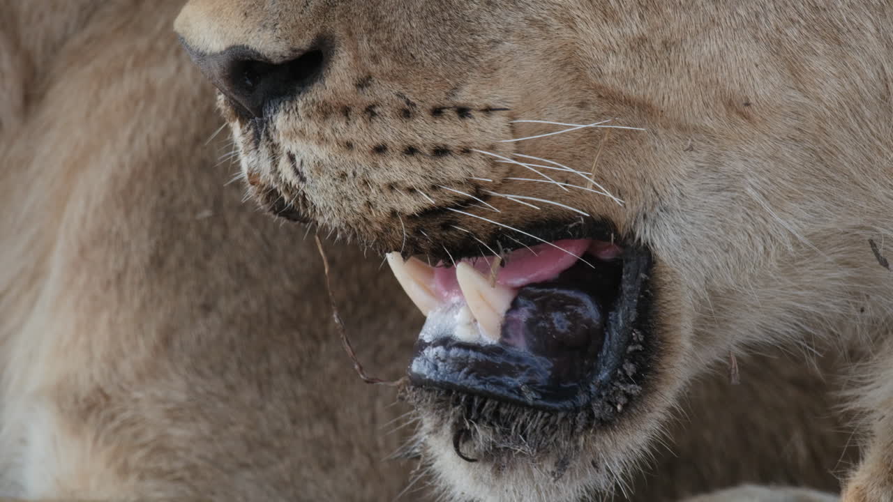 Lioness Breathing With Open Mouth Showing Its Fangs And Tongue
