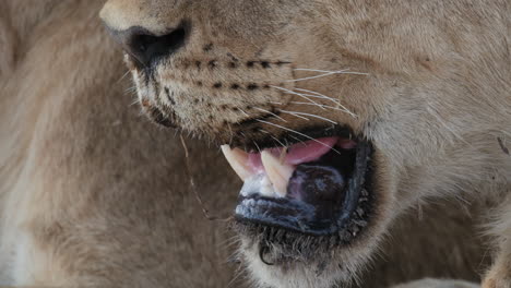 lioness breathing with open mouth showing its fangs and tongue