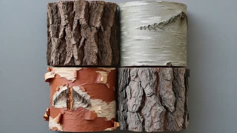 a detailed study of four unique tree bark textures showcasing natural variations in color, pattern, and texture from different species