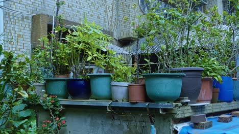 handheld shot of pots of green plants on a terrace during the day, outdoor