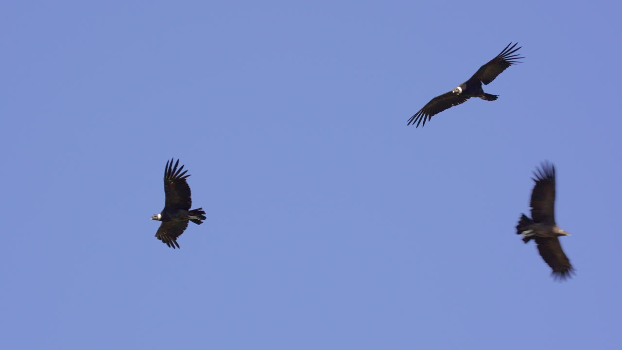 grupo de cóndores andinos volando contra el cielo azul en las montañas de los andes