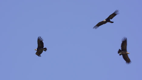 group of andean condors flying against blue sky in the andes mountains