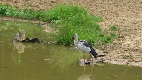 looking into the water for prey, looks around, shakes it body then wags its tail up and down, asian openbill stork, anastomus oscitans, kaeng krachan national park, unesco world heritage, thailand