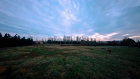 dron cinemático fpv filmado alrededor de un campo con caballos corriendo libremente