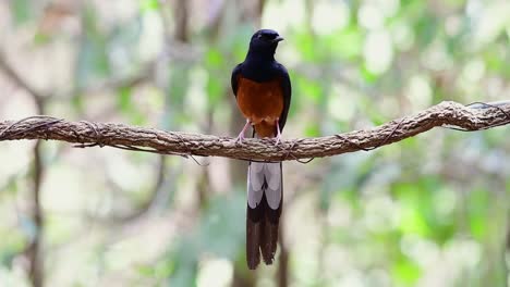 Shama-De-Rabadilla-Blanca-Encaramado-En-Una-Vid-Con-Fondo-Bokeo-Del-Bosque,-Copsychus-Malabaricus,-En-Cámara-Lenta