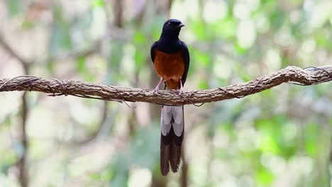 белогрудая шама, сидящая на лиане на фоне лесного боке, copsychus malabaricus, в замедленной съемке