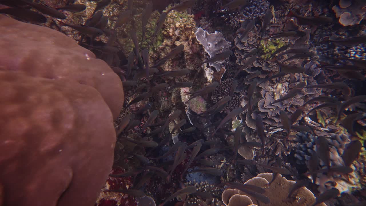 un grupo de peces nadando alrededor de coloridos corales.