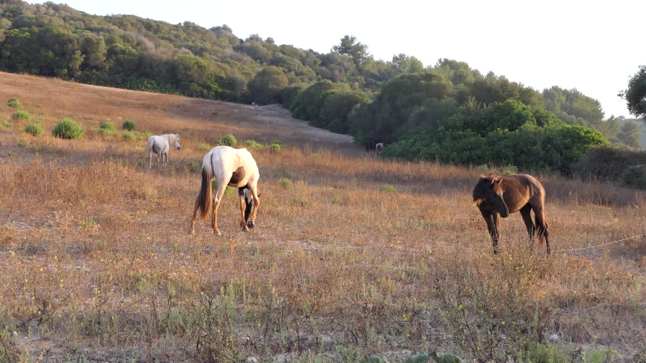 Gruppo di cavalli selvaggi di vari colori in cerca di cibo in un pascolo arido all'ora d'oro.