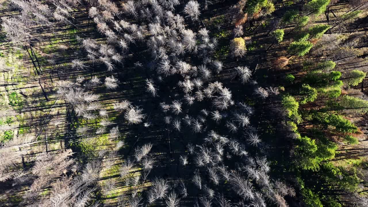 Aerial tilt and turn shot above forest landscape casting shadows in the Pacific Northwest, Washington State.