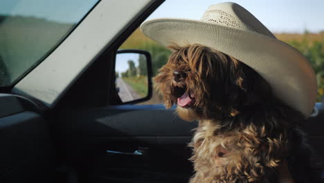 a dog in a cowboy hat travels in the car next to the driver