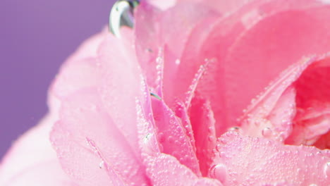 pink rose petals with water droplets and bubbles