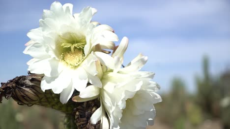 white flower on cactus pan left