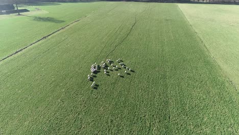 Drohnenaufnahme-Von-Schafen,-Die-Auf-Ackerland-Laufen