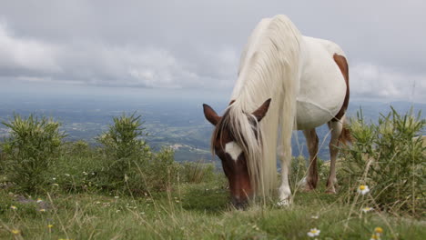 caballo pastando en el prado de montaña