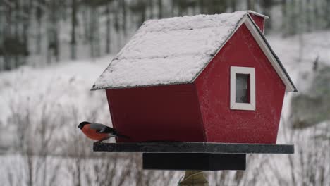 Ein-Gimpel,-Der-Bei-Kaltem-Wetter-Hinter-Dem-Roten-Vogelhaus-Steht