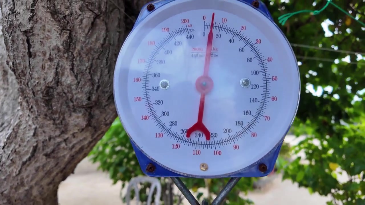 Polpo appena pescato viene pesato all'aperto su una bilancia a sospensione in un'area giardino.