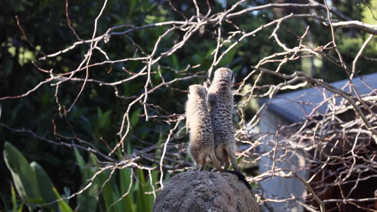두 마리의 수리카트가 바위 위에 서서 주변을 관찰하고 있다