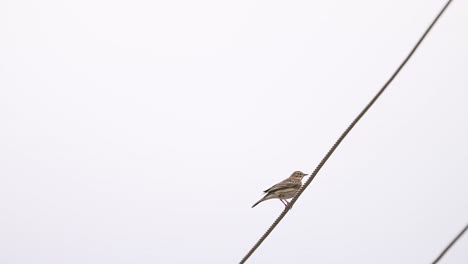 Baumpieper--anthus-Trivialis-Sitzt-Auf-Draht