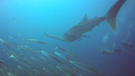 whale shark swims away with barracuda school