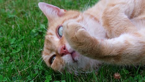 close up of head of orange - red haired cat lying on its back in the grass performing its cleaning by licking its arm and paw