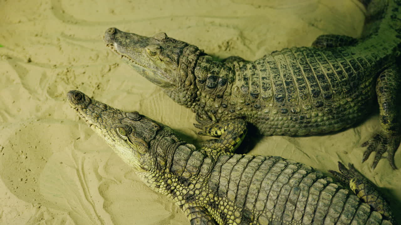 Two Crocodiles on Sand