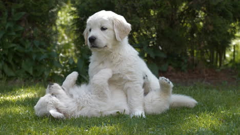 Happy-white-puppies-playing-on-green-grass,-slow-motion-view