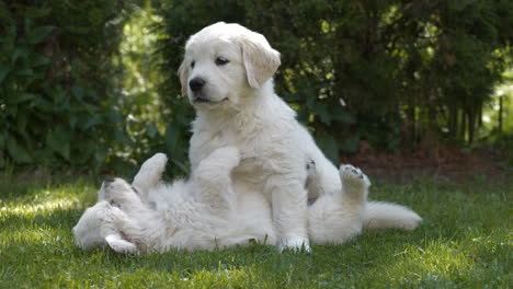 happy white puppies playing on green grass, slow motion view