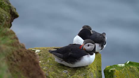 pair of puffins resting on the mossy rocks with blurry water flowing on the background in iceland