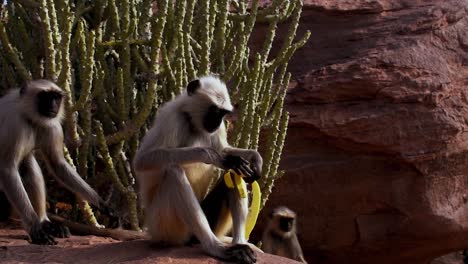 gray langur monkey sitting on a cliff eating banana, monkey peels banana then eats it