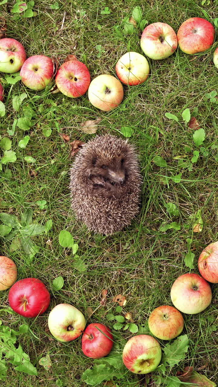 Hedgehog sleeping in grass surrounded by apples. Juicy apples placed on the ground in the form of a heart and small pretty hedgehog sleeps inside. Vertical video