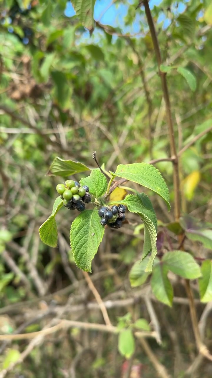 Primo piano di bacche verdi e scure su una pianta