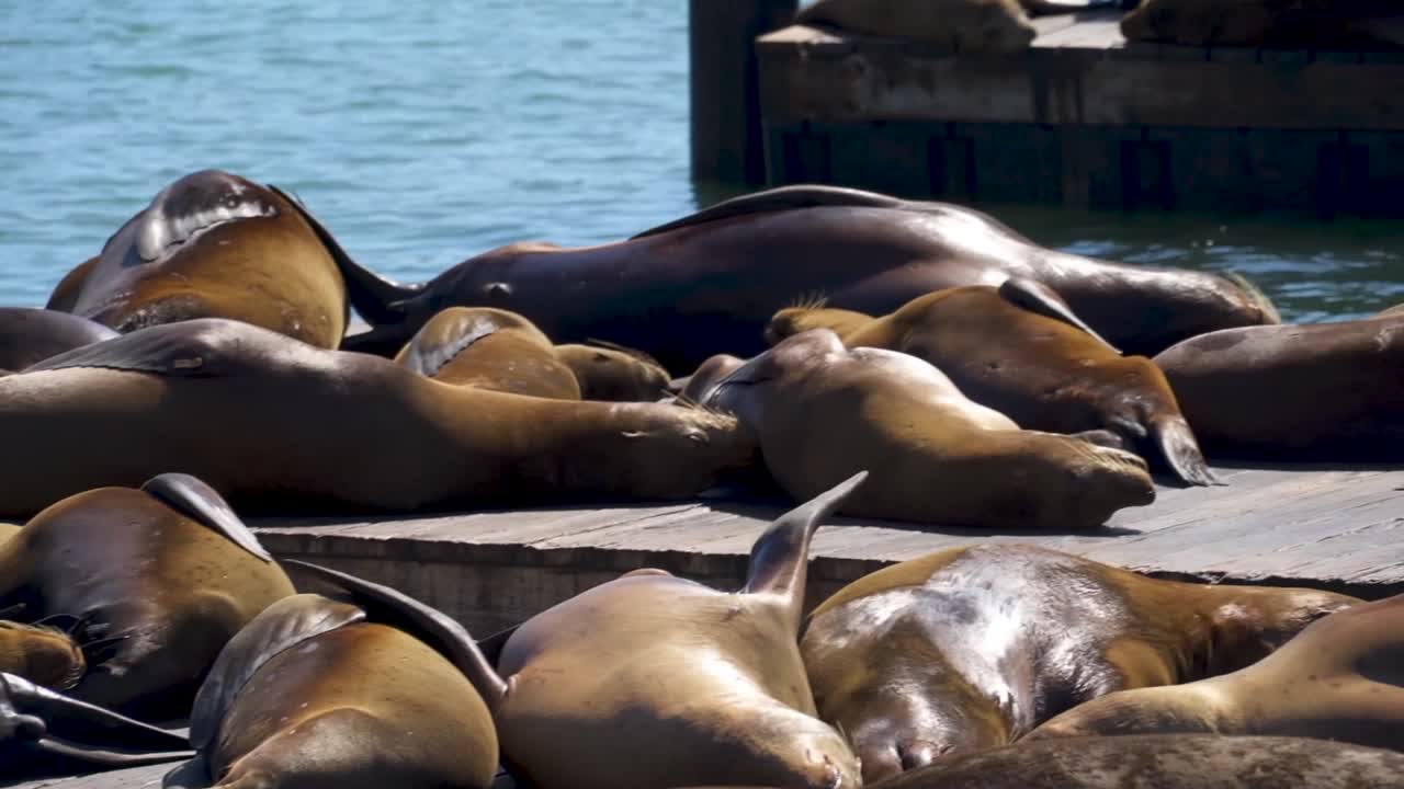 leones marinos tomando el sol en el muelle en el muelle 39, san francisco, california