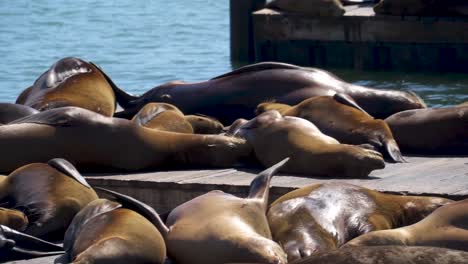 Leones-Marinos-Tomando-Sol-En-El-Muelle-39,-San-Francisco,-California