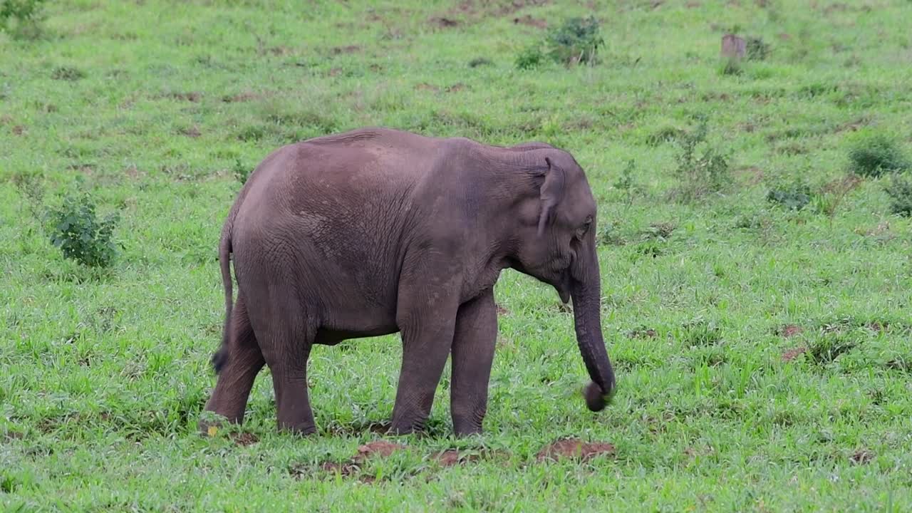 아시아 코끼리는 멸종 위기 종이며 태국 거주자이기도합니다.