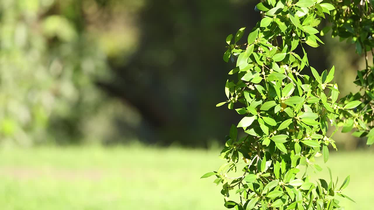 Vibrant green leaves gently sway in the Gold Coast breeze, captured in natural sunlight with a serene background