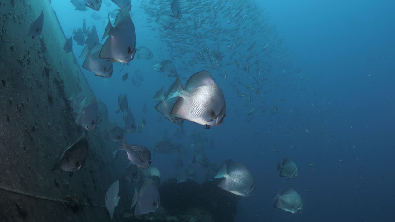 Underwater footage moving towards large schools of fish slowly parting way to reveal the rusty side of the Ex-HMAS Tobruk scuttled to provide a wreck dive for scuba divers