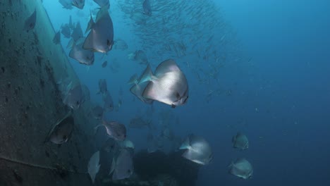 underwater footage moving towards large schools of fish slowly parting way to reveal the rusty side of the ex-hmas tobruk scuttled to provide a wreck dive for scuba divers